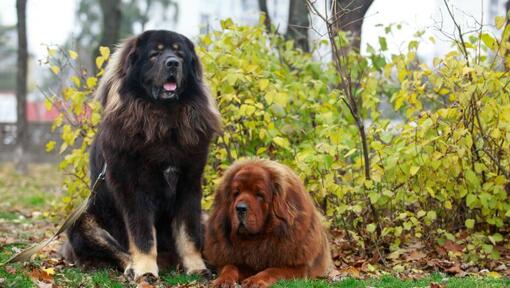 Mastiffs tibétains bruns et noirs dans le parc 