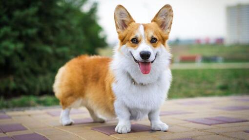 Welsh Corgi debout et impatient