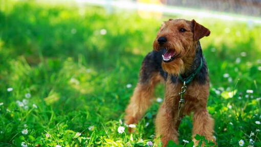 Welsh Terrier debout sur le terrain avec de l'herbe verte