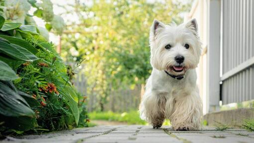 West Highland White Terrier marchant dans la cour