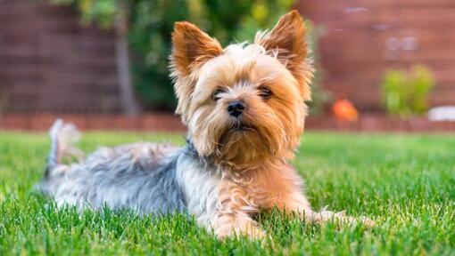 Yorkshire Terrier couché sur l'herbe