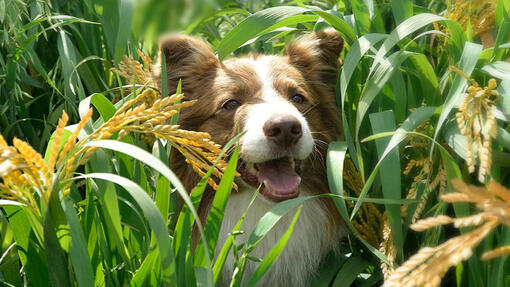 Chien dans les champs