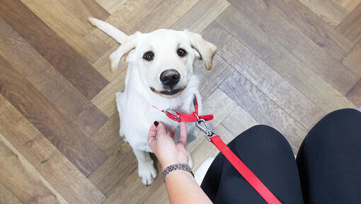 Comment apprendre à un chiot à marcher en laisse