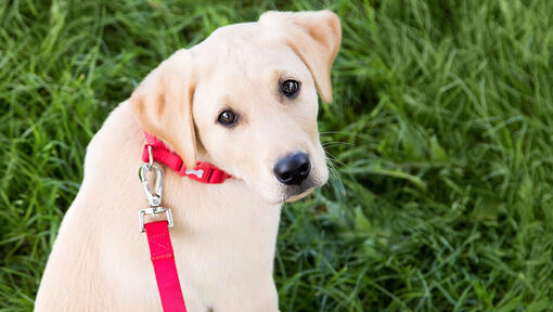 AIDEZ VOTRE CHIOT À RECONNAÎTRE ET À S'HABITUER À LA LAISSE