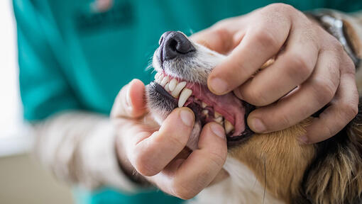 chien qui passe un examen dentaire