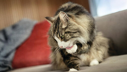 toilettage de chat sur canapé