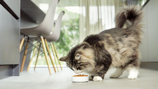 Chat roux moelleux mangeant dans un bol