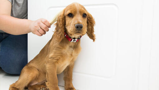 chiot étant brossé avant un bain