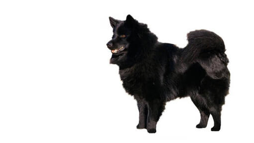 Chien suédois de Laponie (Lapphund)