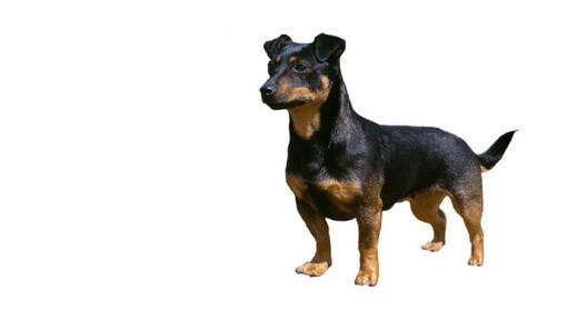 Lancashire Heeler