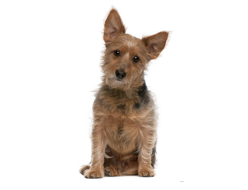 Terrier australien