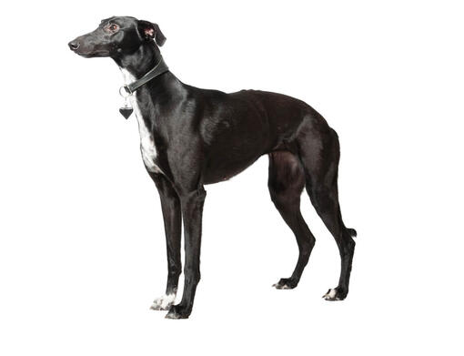 Whippet 