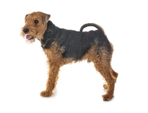 Terrier gallois (Welsh terrier)