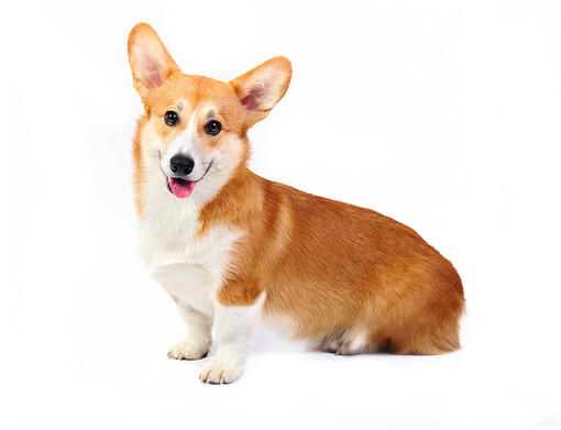 Welsh Corgi (Pembroke) 