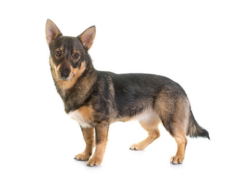 Spitz des Visigoths (Vallhund) 