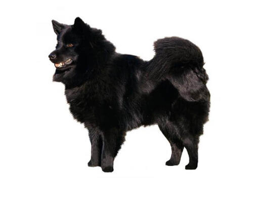 Chien suédois de Laponie (Lapphund)