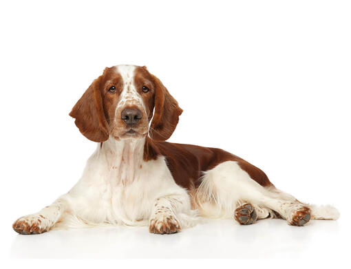 Welsh Springer Spaniel