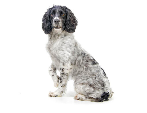 Springer Spaniel