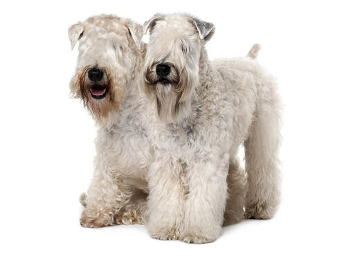 Terrier irlandais (Soft coated wheaten terrier)