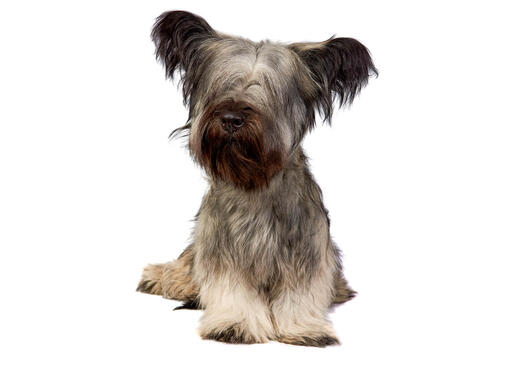 Skye terrier