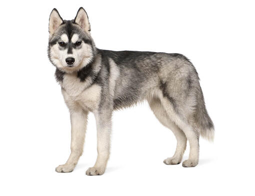 Sibérian Husky