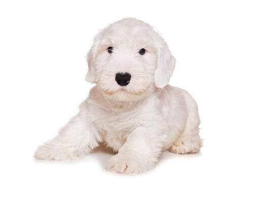 Sealyham terrier