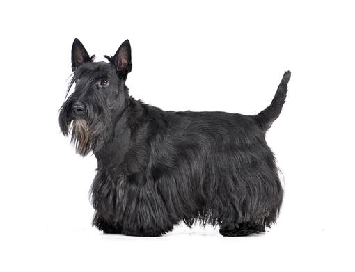 Scottish Terrier (Terrier écossais)