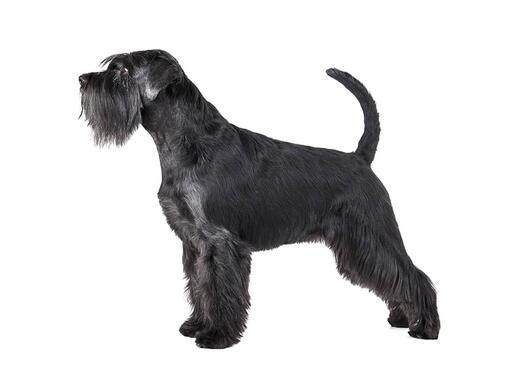 Schnauzer moyen