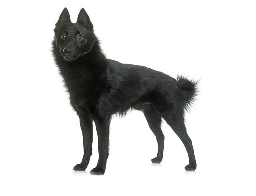 Schipperke