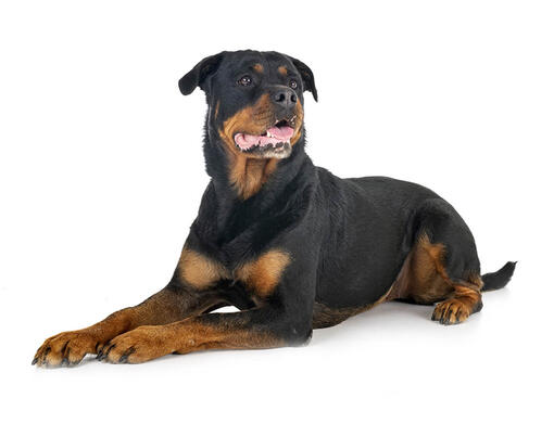  Rottweiler