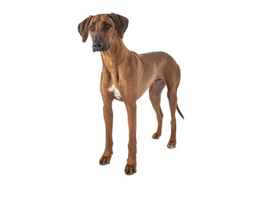 Rhodésian Ridgeback (Chien de Rhodésie)