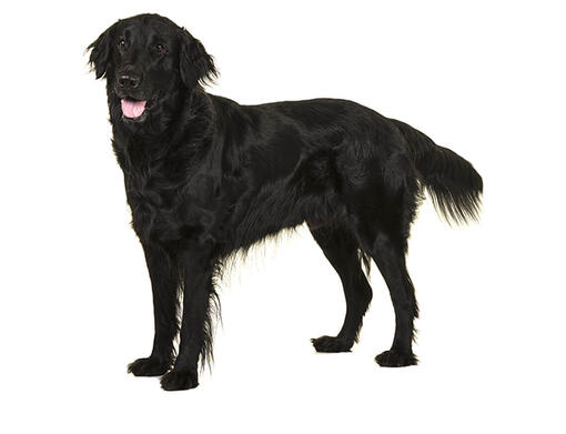 Flat-coated retriever