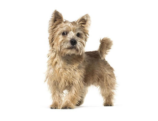 Norwich Terrier Mobile