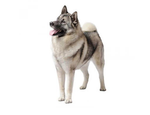 Elkhound (Chien d'élan norvégien)