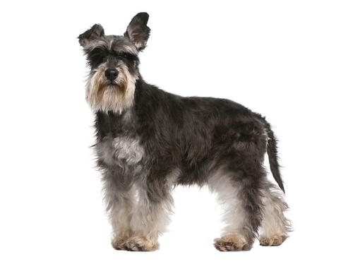 Schnauzer nain