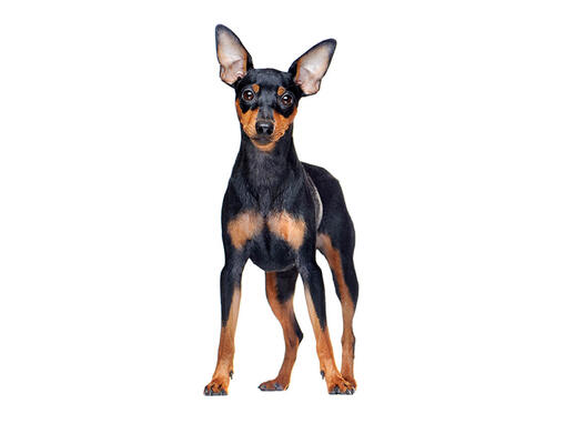 Pinscher nain