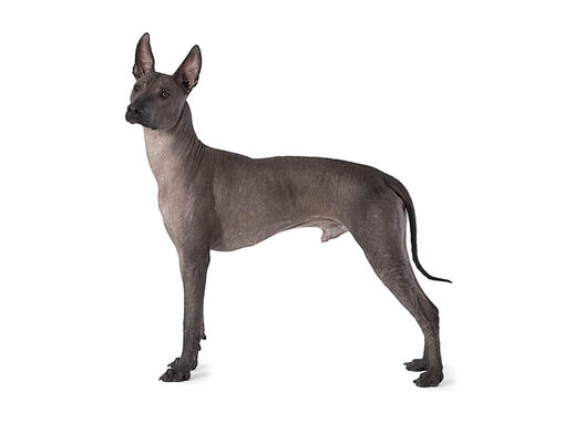 Chien nu du Mexique (Xoloitzcuintle)