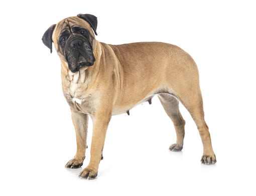 Mastiff