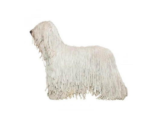 Komondor