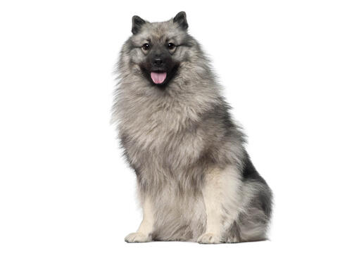 Spitz loup (Keeshond)