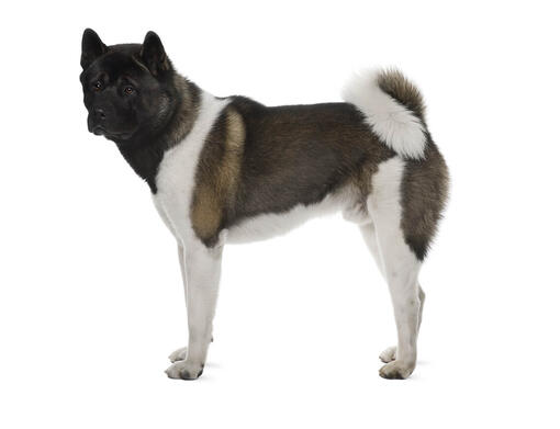 Akita Inu