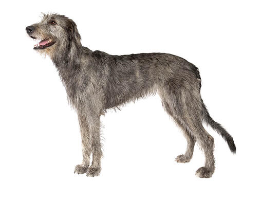  Lévrier irlandais (Irish Wolfhound) Mobile