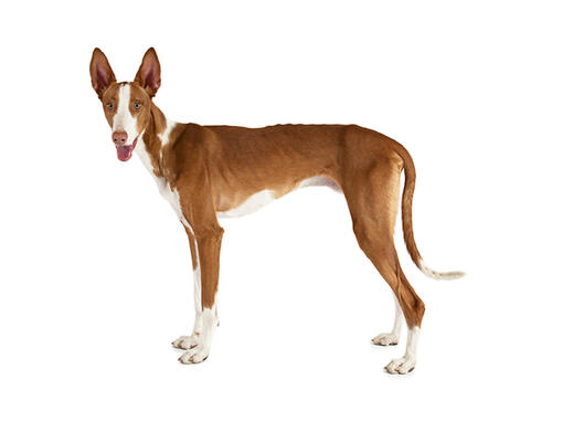 Podenco d'Ibiza