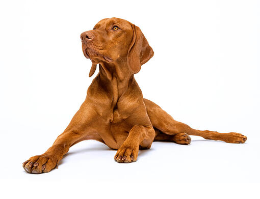 Braque hongrois (Vizsla)