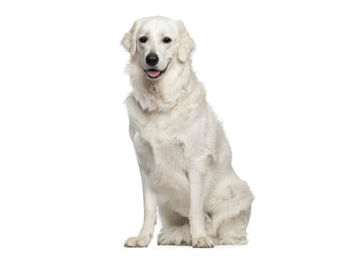 Kuvasz