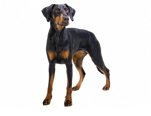  Dobermann