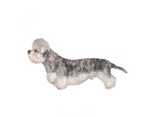 Dandie Dinmont Terrier