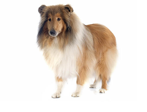 Collie (poil long)