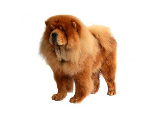 Chow Chow