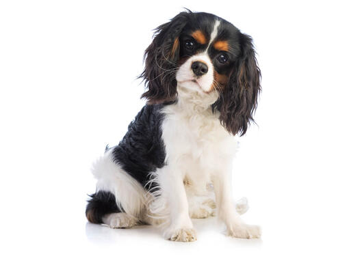 Cavalier King Charles